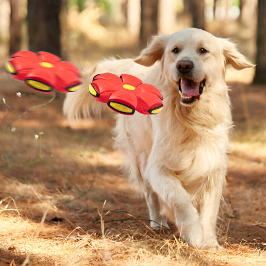 La balle sauteuse chien