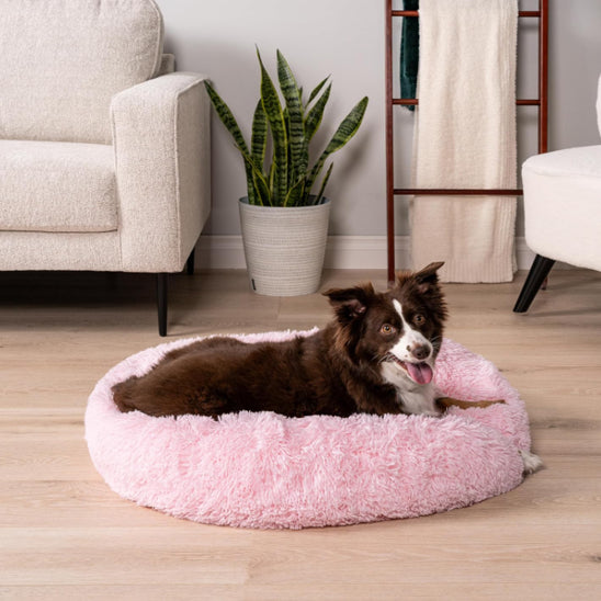 Coussin pour chien