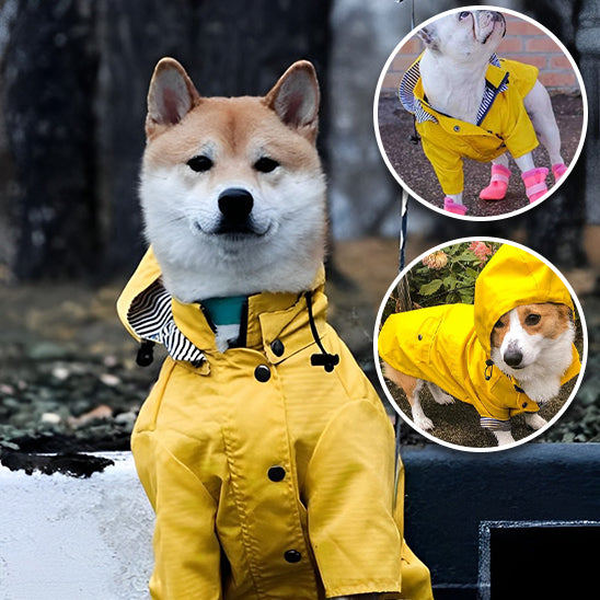 Manteau Chien