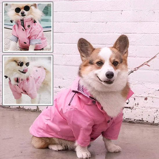 Manteau Chien